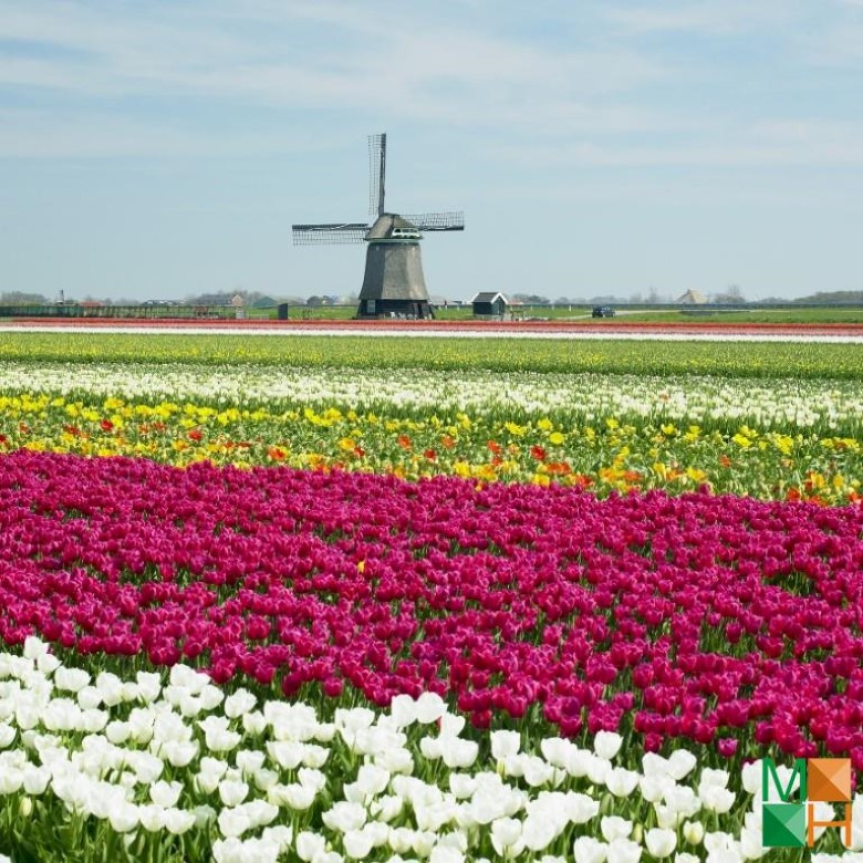 Tranh dán tường Hàn Quốc 3d khổ lớn ở Hà Nội NA - 456